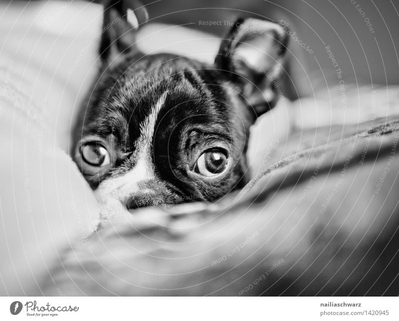 Boston Terrier Welpe Tier Haustier Hund 1 Tierjunges Erholung liegen Blick schlafen Traurigkeit Freundlichkeit Fröhlichkeit Gesundheit klein natürlich Neugier