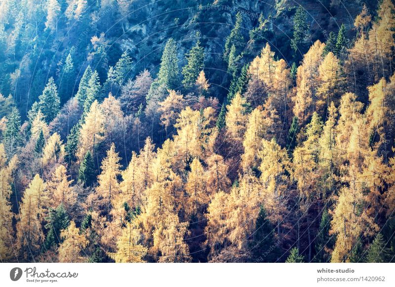 Herbstwald Umwelt Natur Landschaft Pflanze Leben hell Herbstlaub Herbstfärbung Herbstbeginn Herbstlandschaft Wald Nadelwald Mischwald Gold grün herbstlich