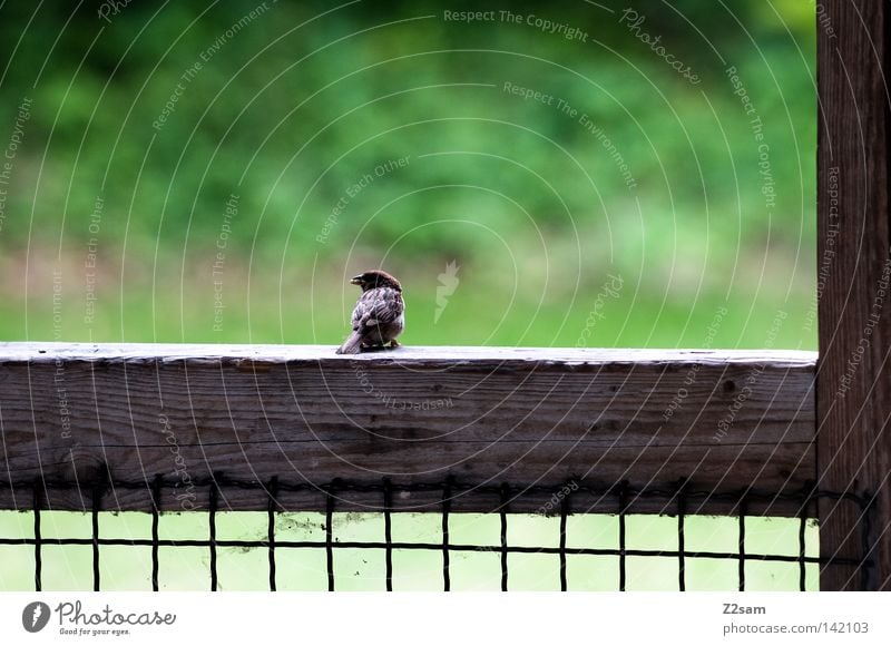 a vogerl 2 Vogel Tier Teer Beton Wiese grün Gras klein Pause ruhig Einsamkeit Gitter Holz sitzen Natur scharz Flügel Linie Netz Balken animal