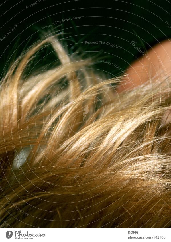 the wind that shakes the barley Haare & Frisuren glänzend Gold Korn Getreide Kornbrand Sturm Wind Gerste Ordnung Strukturen & Formen Linie Wellen wellig Dynamik