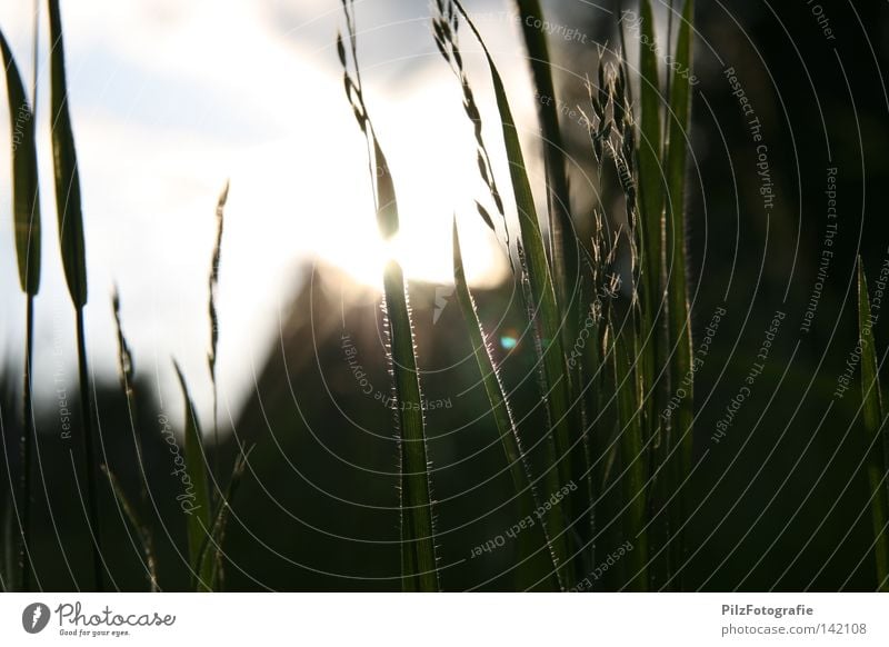 Untergang Sonne Wiese Gras Sträucher Halm Haus Dach schwarz grün weiß blau Gegenlicht Sonnenuntergang Sonnenstrahlen Unschärfe Himmelskörper & Weltall Sommer