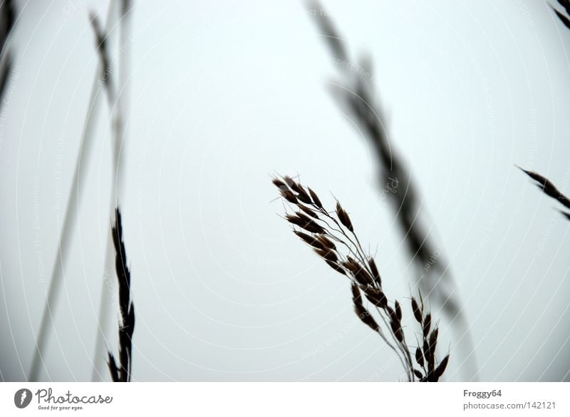 Gras Wiese Bergwiese Erholung Pause wandern laufen Lebensraum Wolken Ähren Samen Beeren Fruchtstand Stengel Blüte Wind wiegen Flüstern Sommer Verkehr Himmel