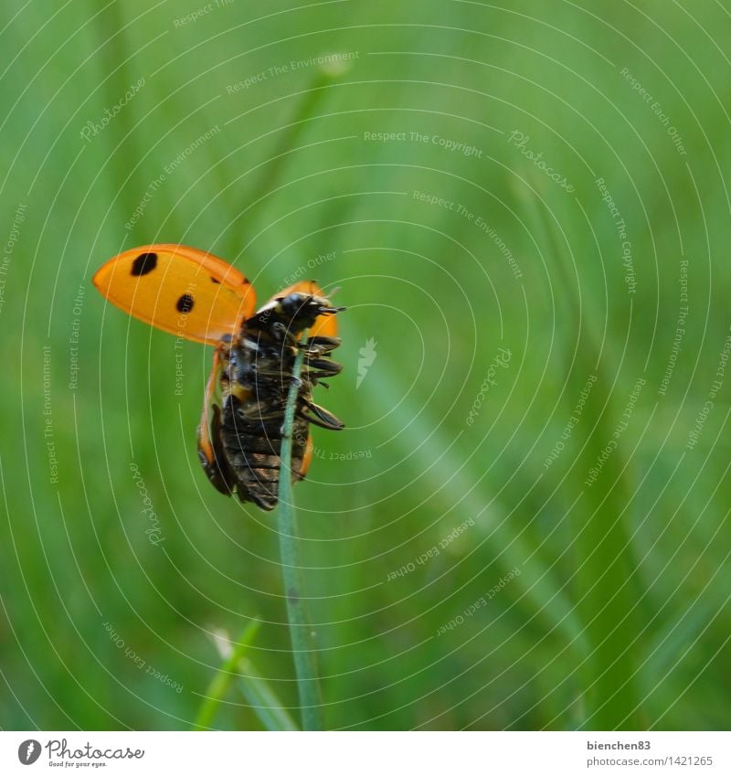 Flieg, Marienkäfer, flieg...2 Gras 1 Tier fliegen krabbeln grün rot Halm Freiheit Punkt Außenaufnahme Nahaufnahme Makroaufnahme