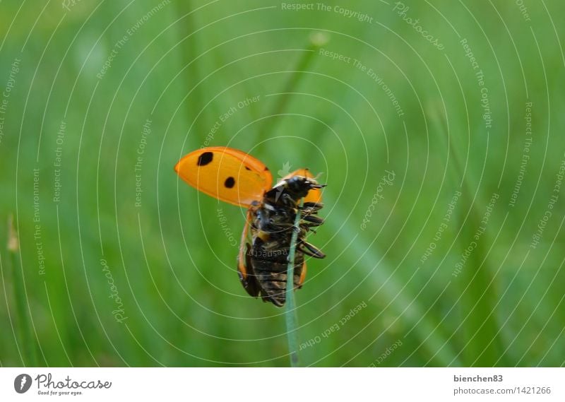 Flieg, Marienkäfer, flieg... Natur Gras 1 Tier fliegen krabbeln Freiheit Punkt rot grün Farbfoto Außenaufnahme Nahaufnahme Makroaufnahme Tag