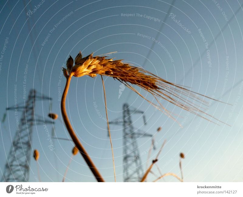 Kornkraft Weizen Getreide Kornbrand Elektrizität Energie Kraft Leitung Strommast Kabel Sonnenaufgang Ähren Landwirtschaft Nutzpflanze Ackerbau Zerealien Corny