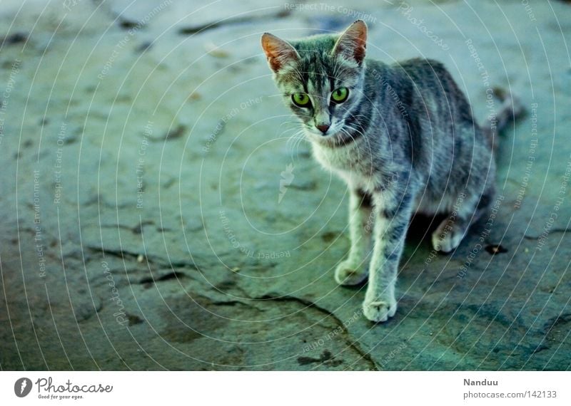 Reviergrenze Katze Tier Fell kalt Grenze Stein Bodenbelag Kontrolle Misstrauen schmal dünn Appetit & Hunger Pfote niedlich schön Miau grau Wildtier wild frei