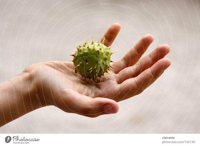 Massage-Ball Farbfoto Außenaufnahme Freisteller Hand Herbst Spitze stachelig grün Kinderhand stechen Kastanienbaum Stachel pieksen massageball Jugendliche