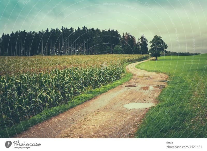 So ein Wetter ... Freizeit & Hobby Umwelt Natur Landschaft Erde Himmel Herbst schlechtes Wetter Regen Baum Wiese Feld Wald wandern authentisch kalt nass trist