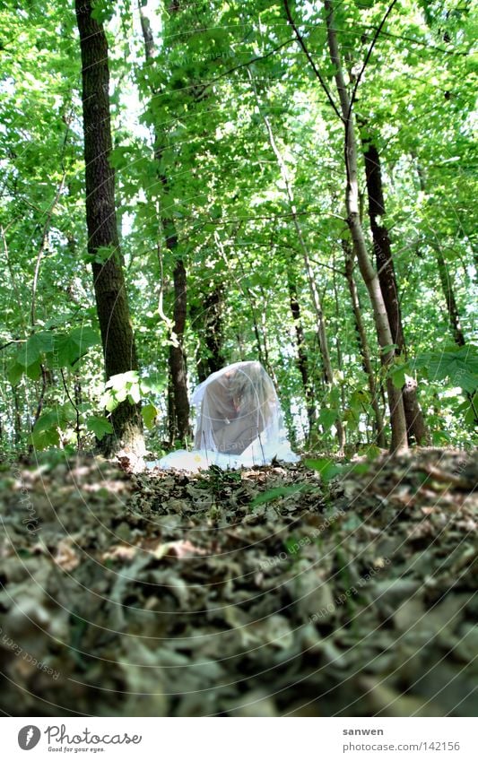 kokon Wald Baum Natur authentisch Naturliebe Blatt grün Sonne Sommer Physik Grüner Daumen Grüne Mauer Kokon Insekt Larve Ei Mensch Frau Leben Umweltschutz zart