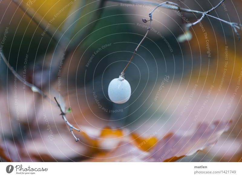 last Knack Natur Pflanze Herbst Sträucher Blatt Wald rund braun mehrfarbig gelb grau grün weiß Knackbeere Beeren Farbfoto Gedeckte Farben Außenaufnahme