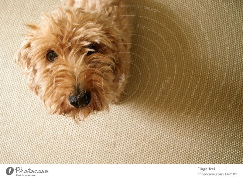 Ähm, hab ich da was von Leckerchen gehört? Tier Hund entdecken klein Neugier niedlich Appetit & Hunger Wunsch Dackel beige Ton-in-Ton Schnauze Hundeblick