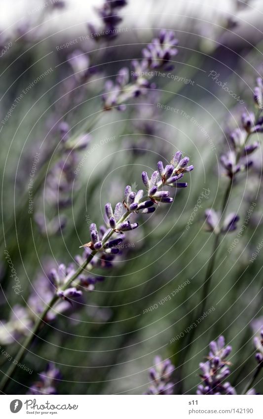 LavendelDuft Blume Blüte Parfum angenehm Pflanze violett Stengel Kräutergarten Märchen schlafen ruhig beruhigend grün Wachstum Reifezeit träumen Makroaufnahme