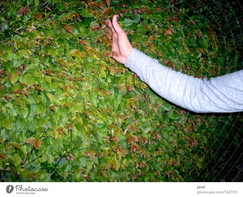 Hand im Glück Natur Freiheit Experiment Sinnesorgane Gefühle grün Nacht Zufriedenheit