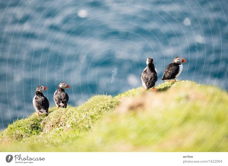 Atlantische Papageientaucher, Fratercula arctica Meer Natur Tier Gras Vogel lustig natürlich niedlich wild blau schwarz weiß Papageitaucher Feder bunt Lebewesen