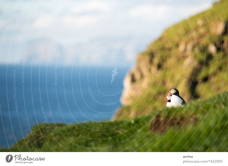 Atlantische Papageientaucher, Fratercula arctica Meer Natur Tier Gras Vogel lustig natürlich niedlich wild blau schwarz weiß Papageitaucher Feder bunt Lebewesen