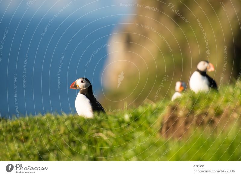 Atlantische Papageientaucher, Fratercula arctica Meer Natur Tier Gras Vogel lustig natürlich niedlich wild blau schwarz weiß Papageitaucher Feder Lebewesen