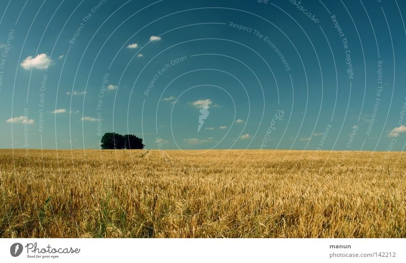 Sommer-Feld Getreide Gesundheit Wohlgefühl ruhig Natur Landschaft Luft Himmel Wolken Horizont Schönes Wetter Wind Wärme Baum Nutzpflanze frisch heiß Sauberkeit