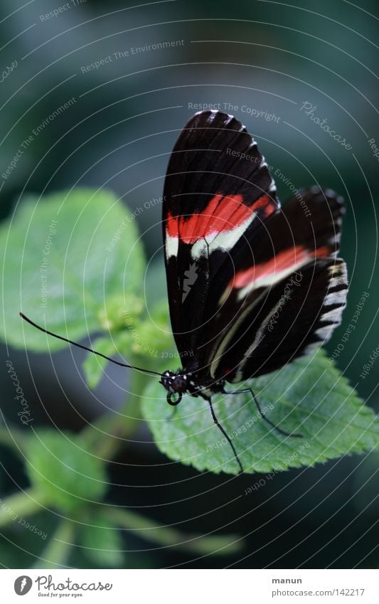 papillon Schmetterling Flugtier Facettenauge Rüssel Fühler Blume Blüte rot weiß schwarz gestreift groß klein Sommer Pflanze Tier Zweiflügler Insekt zart leicht