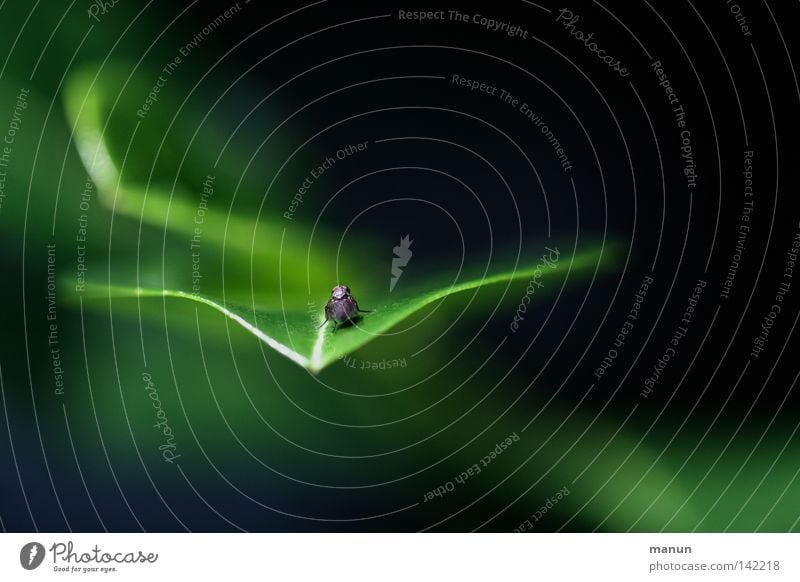Rastplatz Flugtier Facettenauge Blatt Rüssel schwarz braun grün groß klein Sommer Pflanze Tier Zweiflügler Insekt Pause Park Makroaufnahme Nahaufnahme fliegen