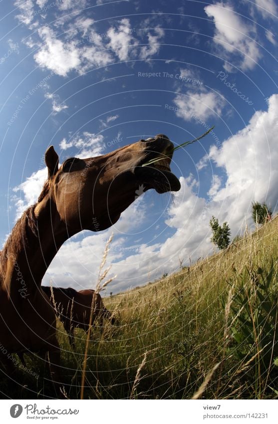 Erzählung. Pferd Tier Nüstern Nase Gebiss Pferdegebiss Lippen Schnauze Feld Wiese Weide Fischauge Schimmel Ackerbau Detailaufnahme Wolken Zugtier Haustier