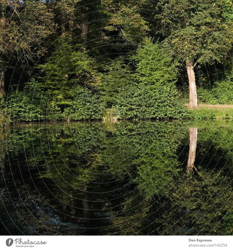 A Walk In The Park Wald Baum Sträucher grün Idylle See Teich Wasser Reflexion & Spiegelung Moos Gras Wiese Baumstamm Blatt Wege & Pfade Spaziergang Joggen