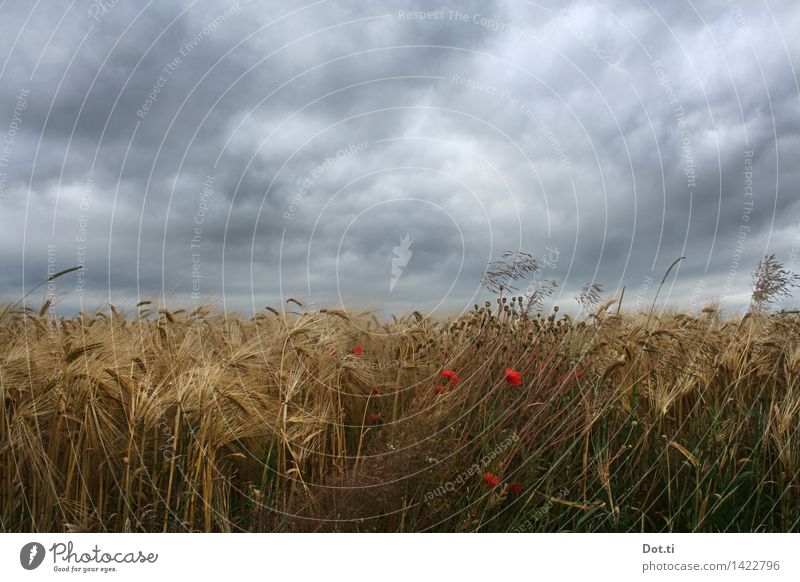 Gerste reif Natur Pflanze Wolken Gewitterwolken Sommer schlechtes Wetter Unwetter Wind Sturm Nutzpflanze Feld bedrohlich dunkel Landwirtschaft Mohn Aussaat