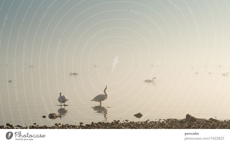 geisterschiffe Natur Landschaft Urelemente Wasser Herbst Winter Klima Klimawandel Nebel Seeufer Vogel Tierpaar Zeichen Schwan Schwanensee Im Wasser treiben