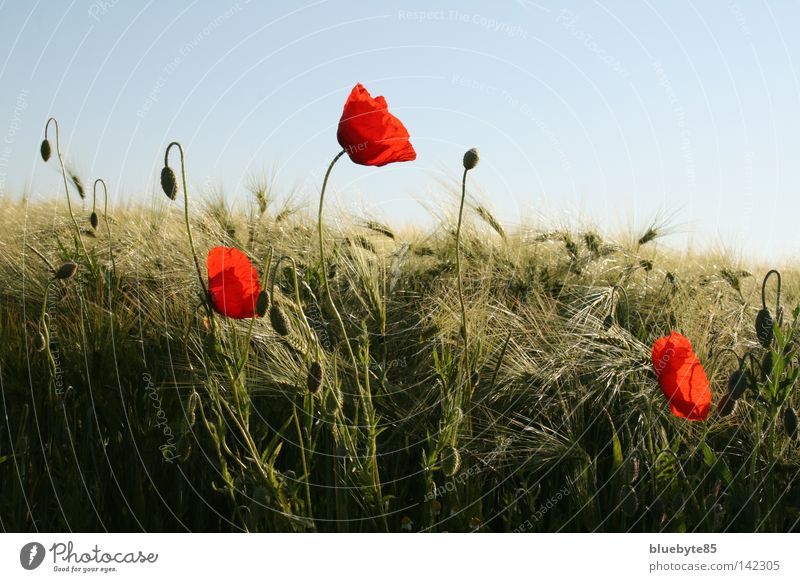 Mohn und mehr Klatschmohn Getreide Gerste rot Himmel Feld Ähren Blume Sommer