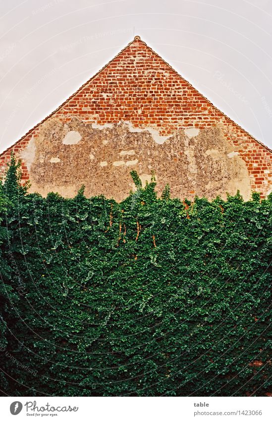 Giebelwand Umwelt Natur Pflanze Himmel Frühling Sommer Sträucher Efeu Grünpflanze Dorf Kleinstadt Haus Ruine Bauwerk Gebäude Mauer Wand Fassade Giebelseite