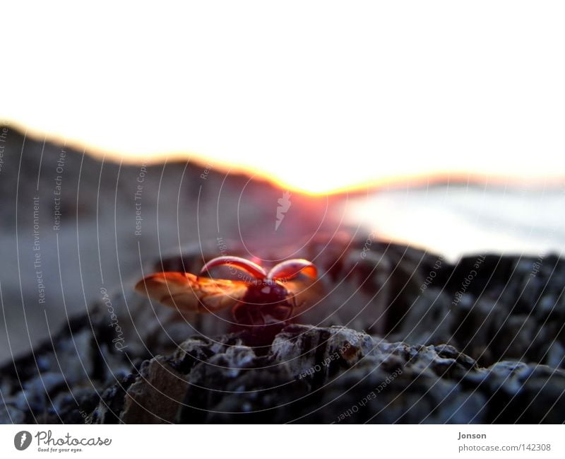 abflug Marienkäfer Abheben fliegen frei Freiheit Ferne Meer Käfer Ostsee Sonne Sonnenuntergang Stein Felsen Flucht Abend verloren Abschied Heimat Insekt Freude