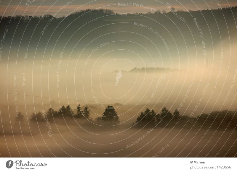 Nichts davor und nichts dahinter wandern Natur Landschaft Herbst Nebel Baum Sträucher Feld entdecken nass trist grau Schutz Romantik Vorsicht Gelassenheit