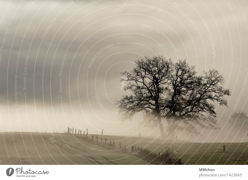 November Ferien & Urlaub & Reisen Tourismus Ausflug Natur Landschaft Herbst Wetter schlechtes Wetter Nebel Baum Feld träumen warten dunkel grau Gefühle trösten