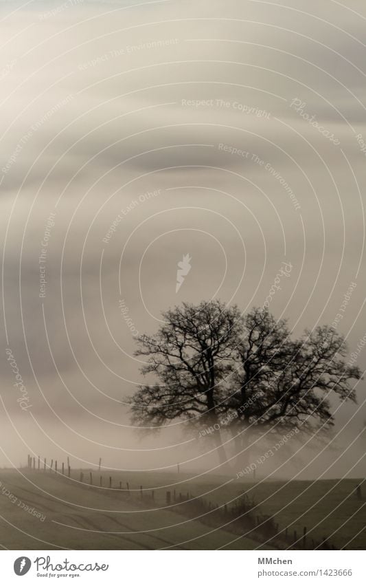 Farbfoto wandern Natur Herbst Nebel Baum Feld dunkel trist grau Gelassenheit geduldig ruhig Hoffnung Glaube träumen Traurigkeit Sehnsucht Heimweh Fernweh