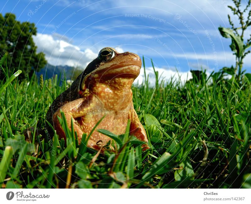 Grasfrosch : Der wahre König schaut ins Land Lurch Froschlurche Rana springen Blick entdecken braun grün blau Himmel Wiese Alpen Bergwiese Froschlaich