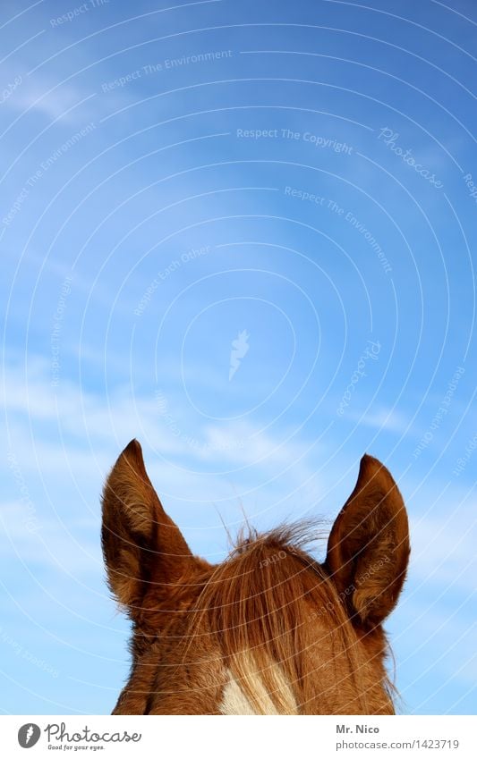 pony Reiten Himmel braun Pferd Pferdekopf Ohr Spitze Wachsamkeit hören Ponys Fell Fellfarbe Freizeit & Hobby tierisch Farbfoto Außenaufnahme Menschenleer