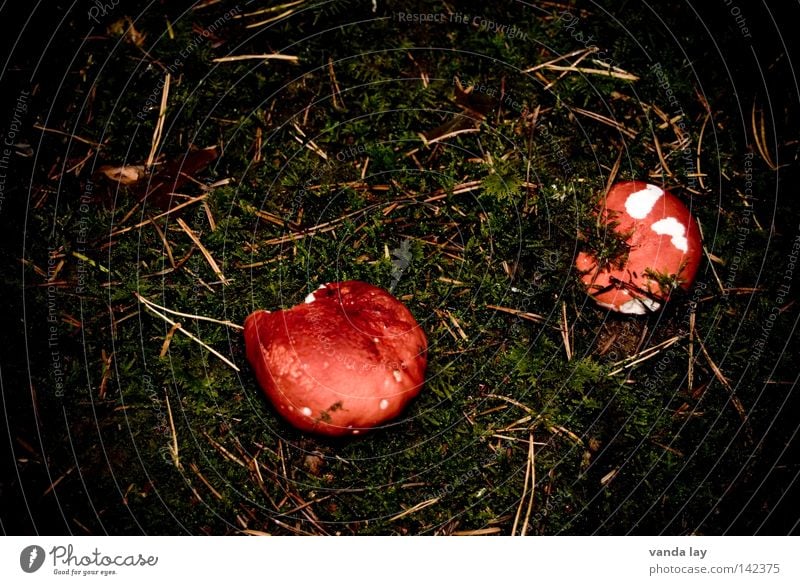 magere Ausbeute Pilz Waldboden Herbst Giftpflanze Wachstum Boden braun Blatt Moos Tannennadel 2 giftpilz bemoost Ernährung paarweise stehen