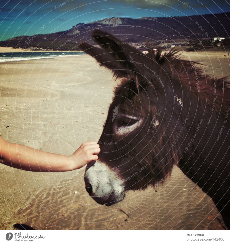 Platero Tier Kommunizieren Säugetier Hand Himmel Meer Strand Sommer Sand Ferien & Urlaub & Reisen Esel Muli Wasser Berge u. Gebirge blau Mitteilung süß Blues