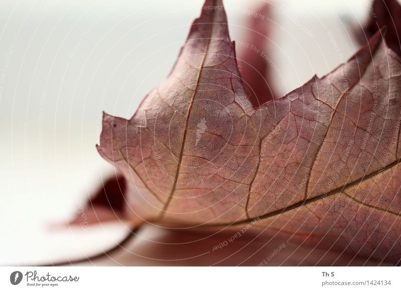 Blatt Natur Pflanze Herbst Winter verblüht ästhetisch authentisch einfach elegant natürlich braun weiß Gelassenheit geduldig ruhig Design einzigartig harmonisch