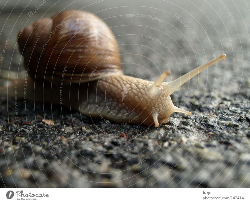 Hase und Igel... Natur Landschaft Tier Park Straße Schnecke braun Weinbergschnecken Landlungenschnecke Schneckenhaus Lebewesen Asphalt Teer Tieraufnahme