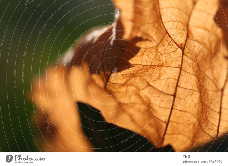 Blatt Natur Pflanze Herbst Winter verblüht ästhetisch authentisch einfach elegant nah natürlich braun grün Gelassenheit geduldig ruhig Design einzigartig