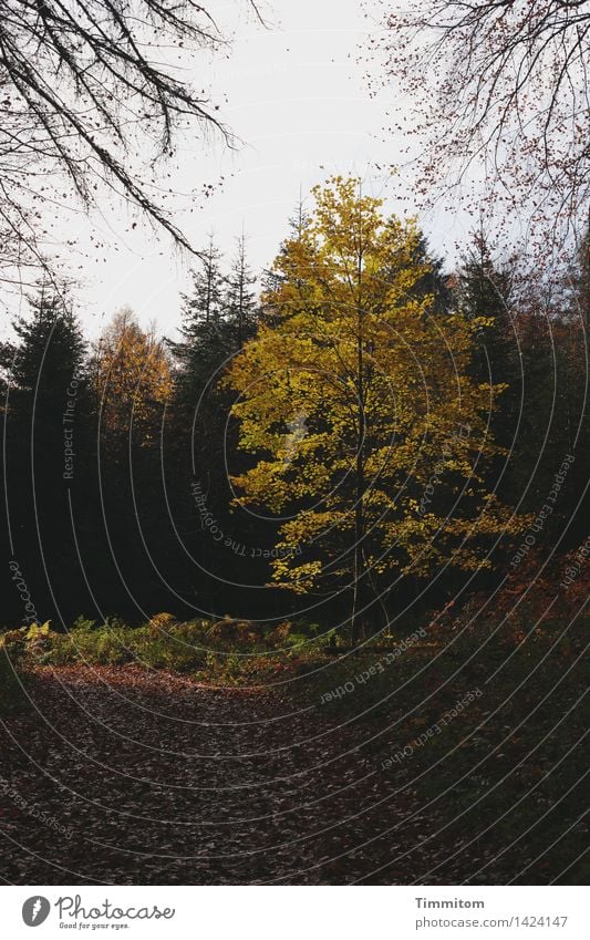 Auf der Sonnenseite. Umwelt Natur Herbst Schönes Wetter Baum Laubbaum Wald Wege & Pfade Blatt natürlich Jahreszeiten Farbfoto Außenaufnahme Menschenleer