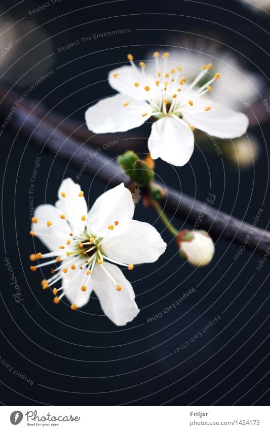 Pflaumenblüte Natur Pflanze Frühling Baum Blüte Obstbaum Pflaumenbaum Wiese natürlich gelb orange weiß weiße Blüte Farbfoto Außenaufnahme Menschenleer Tag