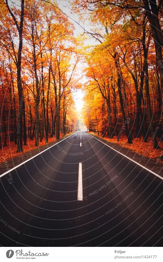 Herbststraße Natur Pflanze Baum Wald Straße frei natürlich Landstraße Fußweg Herbstfärbung Buchenwald Farbfoto Außenaufnahme Menschenleer Tag Zentralperspektive