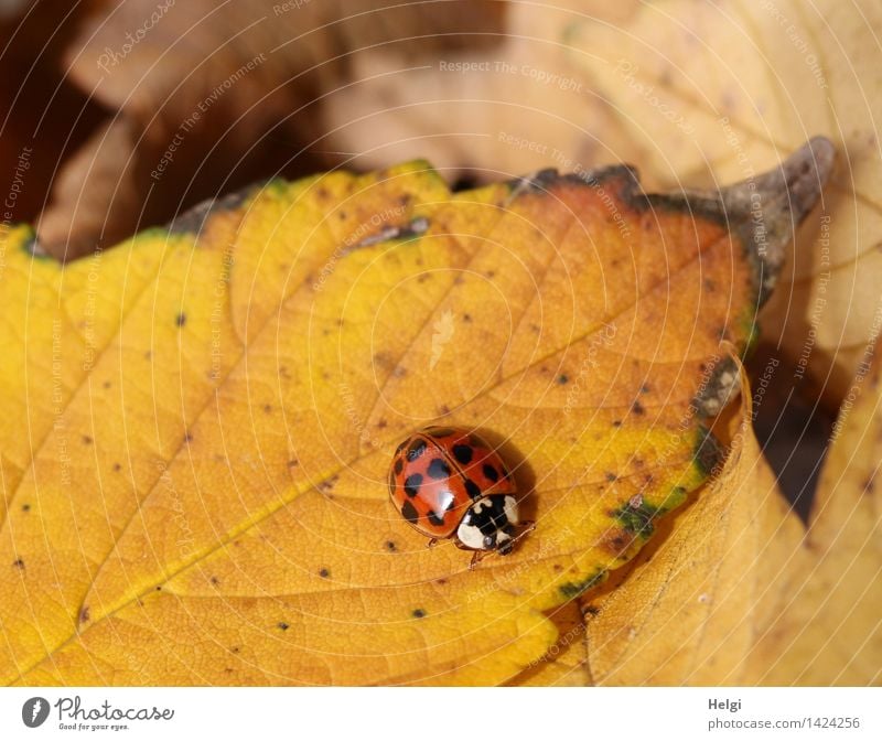 Helgiland II | Käferlein... Umwelt Natur Pflanze Tier Herbst Blatt Marienkäfer 1 krabbeln liegen dehydrieren authentisch schön einzigartig klein natürlich braun