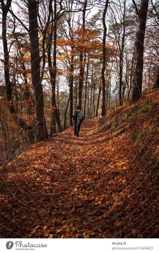 Herbstwanderung Gesundheitswesen Fitness Wohlgefühl Erholung ruhig Ferien & Urlaub & Reisen Ausflug Abenteuer wandern maskulin Mann Erwachsene 1 Mensch Natur