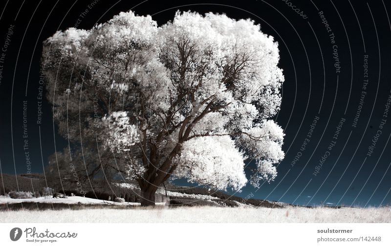 Der letzte Baum auf Erden? Personenzug Infrarotaufnahme Surrealismus Farbinfrarot Holzmehl Himmel Wolken Wood-Effekt Wege & Pfade Rasen Gras Berge u. Gebirge