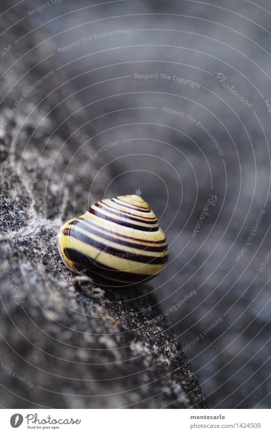 verkrochen Umwelt Natur Tier Wildtier Schnecke 1 Mauer Schneckenhaus Stein dünn authentisch einfach einzigartig kalt klein nah natürlich rund trist trocken gelb