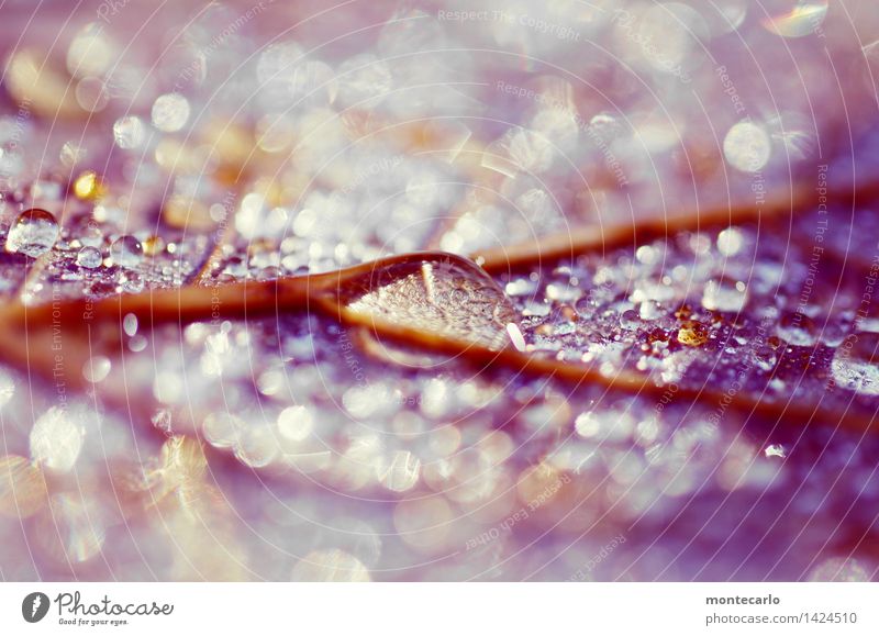 [500] glitzerperlen Umwelt Natur Urelemente Wasser Wassertropfen Herbst Klima Schönes Wetter Pflanze Blatt Grünpflanze Wildpflanze dünn authentisch einfach