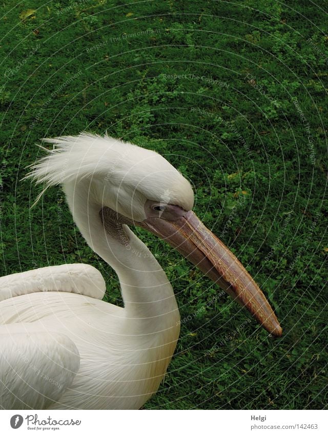 Wuschelkopf... Pelikan Vogel Entenvögel Ruderfüßer Tier Feder gefiedert weich Kopf Hals Schnabel Horn Kehlsack Auge Blick Flügel Stirn Fressen Natur Zoo