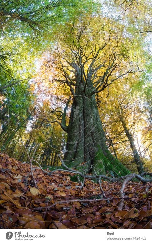 Baumwelten II Umwelt Landschaft Pflanze Urelemente Herbst Schönes Wetter Grünpflanze Wildpflanze Laubbaum Blatt Blätterdach Baumstamm Baumkrone Wald Wachstum